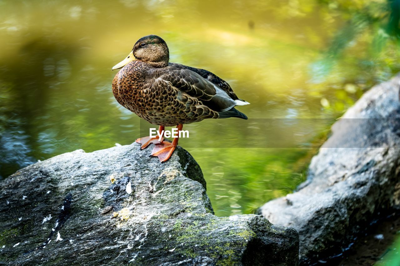 Duck perched on rock