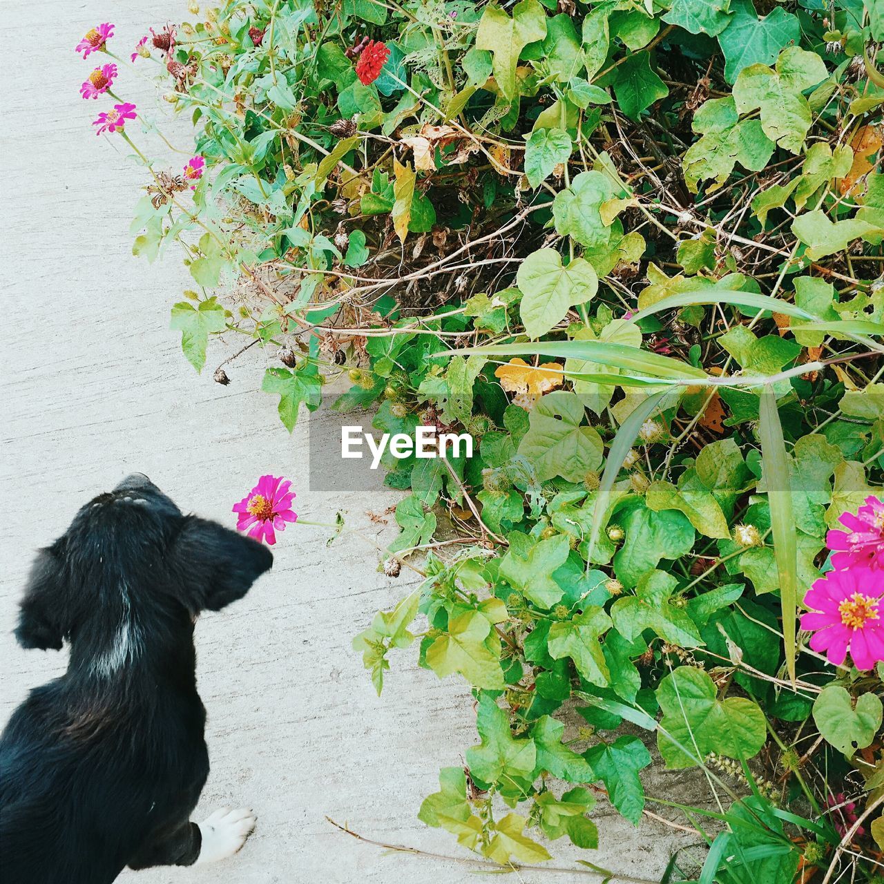 CLOSE-UP OF DOG BY FLOWERS