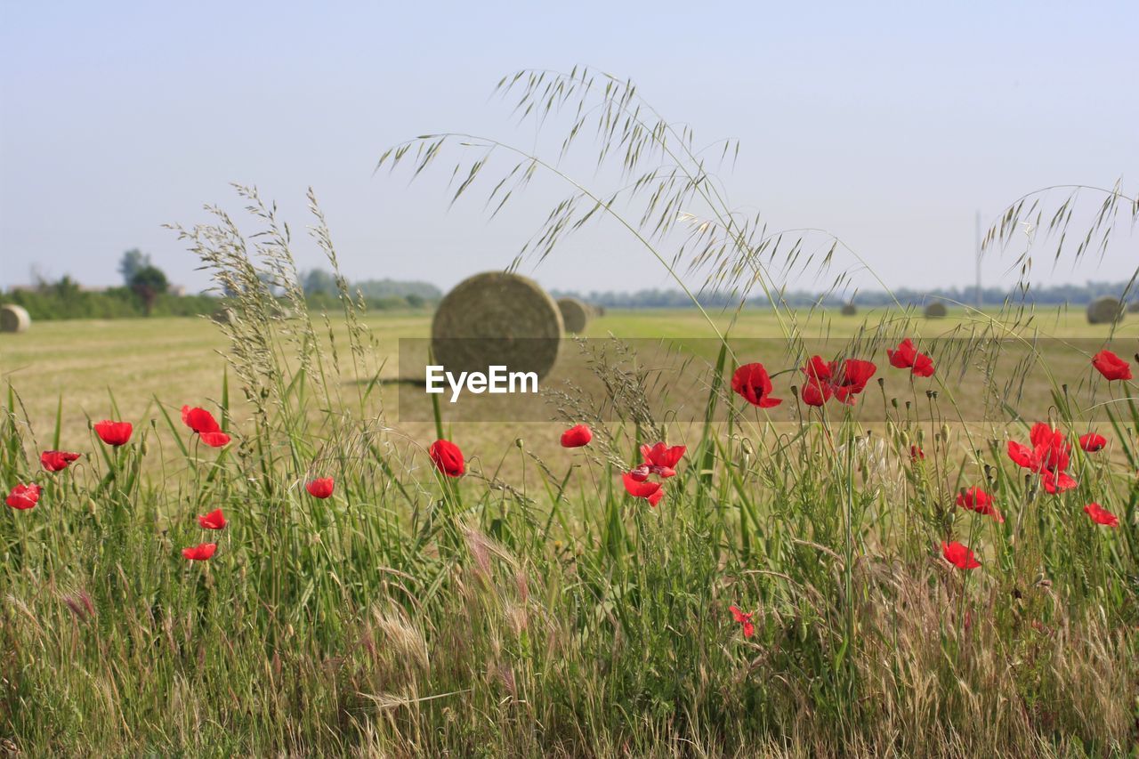 Full frame shot of red flowers in field