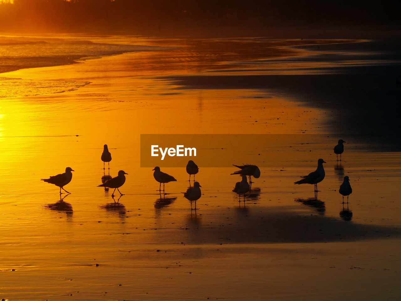 Flock of seagulls on beach against sunrise