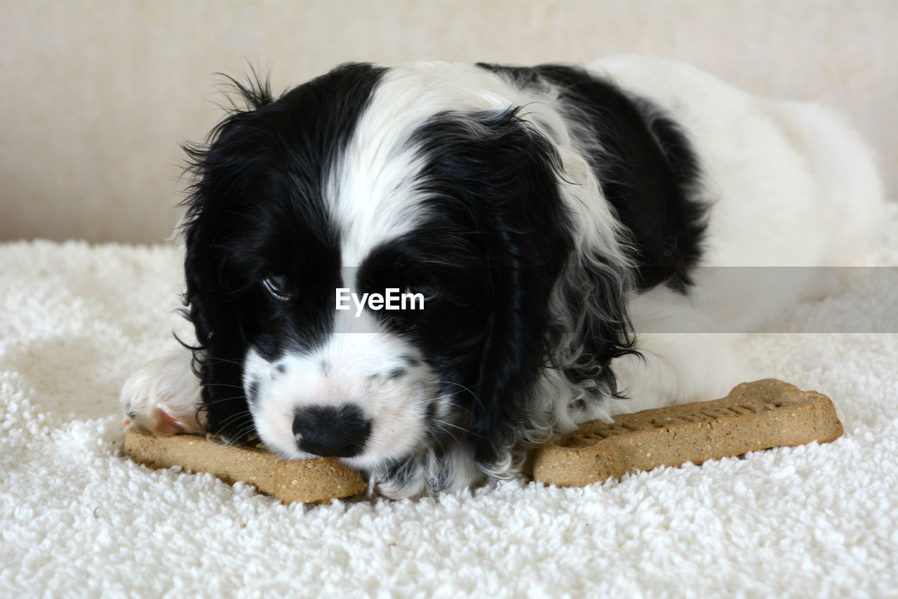 Close-up of puppy lying on rug