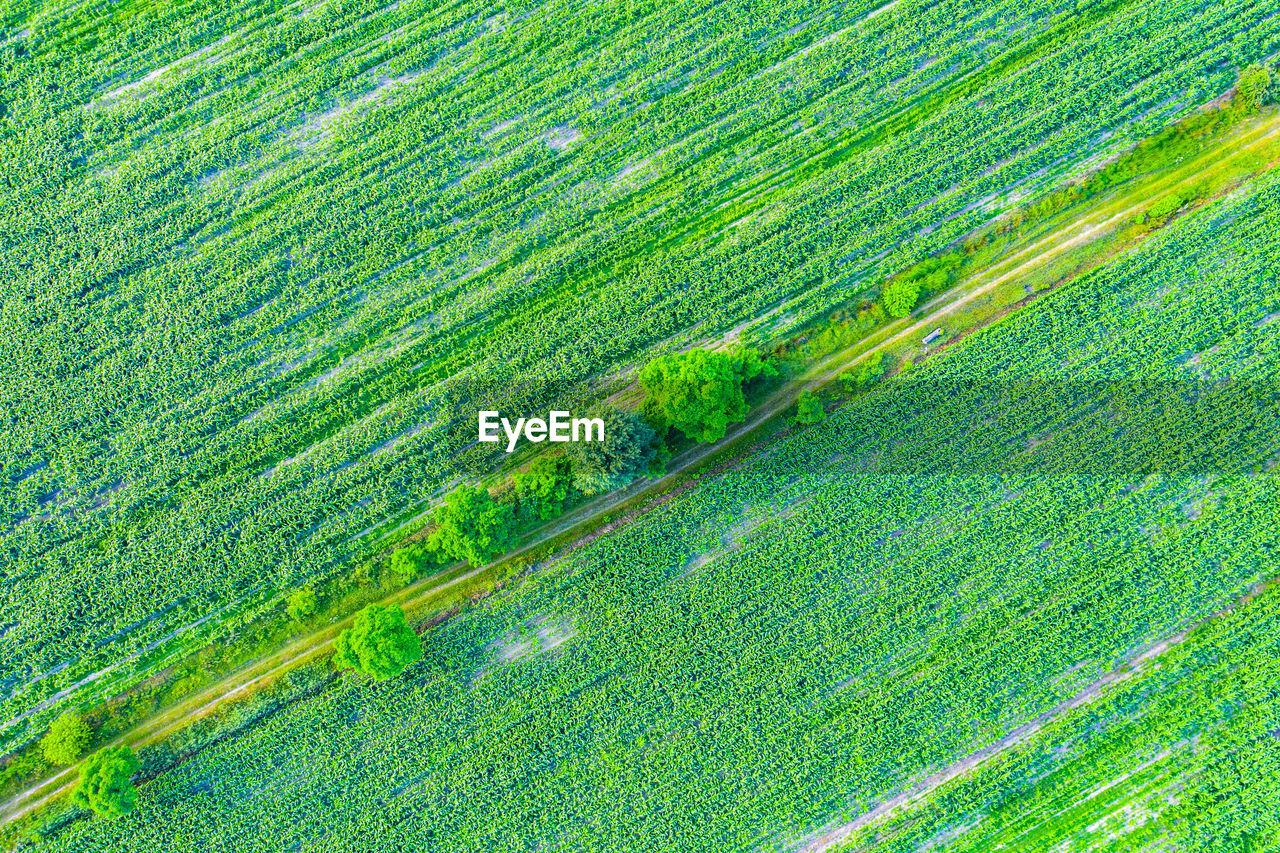 high angle view of plants