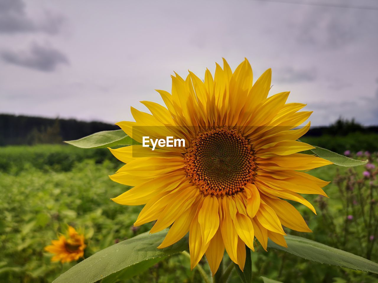 CLOSE-UP OF SUNFLOWER