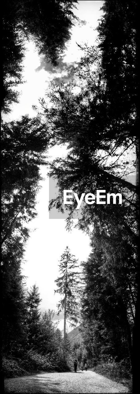 LOW ANGLE VIEW OF TREES AGAINST SKY IN FOREST