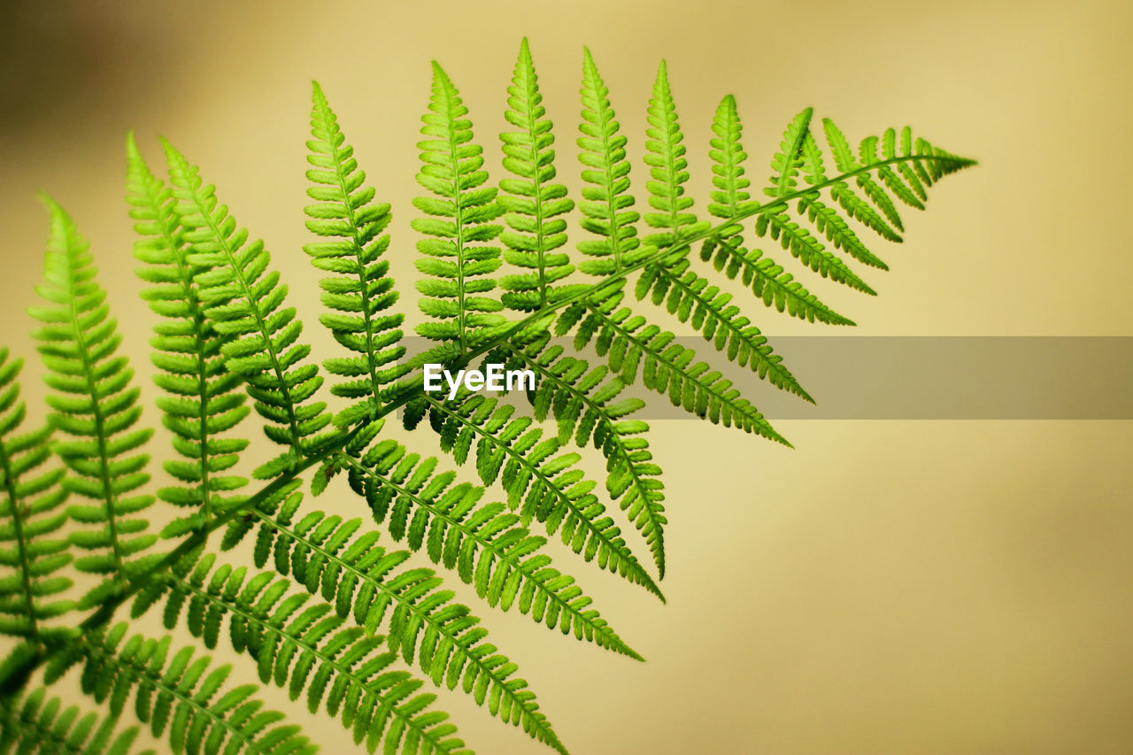 A green fern leaf in the forest. rich natural vegetation of the forest