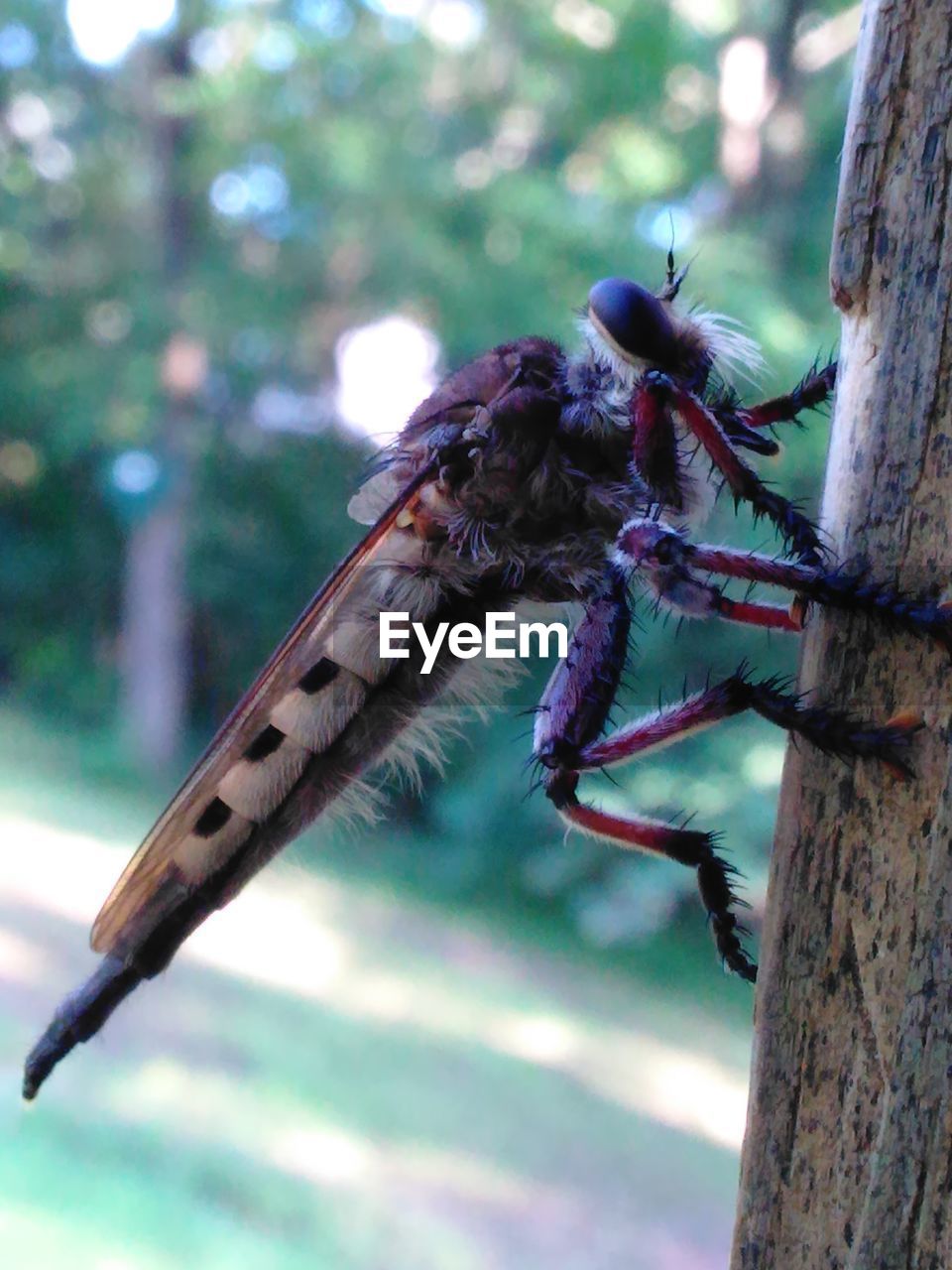 Close-up of insect on tree