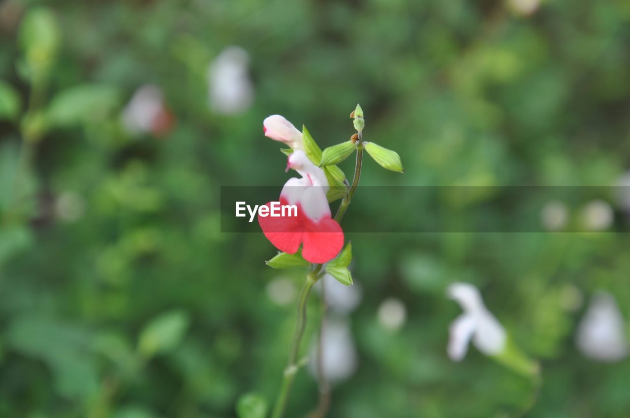 flower, plant, flowering plant, beauty in nature, freshness, petal, fragility, nature, flower head, close-up, inflorescence, growth, focus on foreground, pink, no people, wildflower, plant part, outdoors, leaf, springtime, day, green, botany, rose, blossom