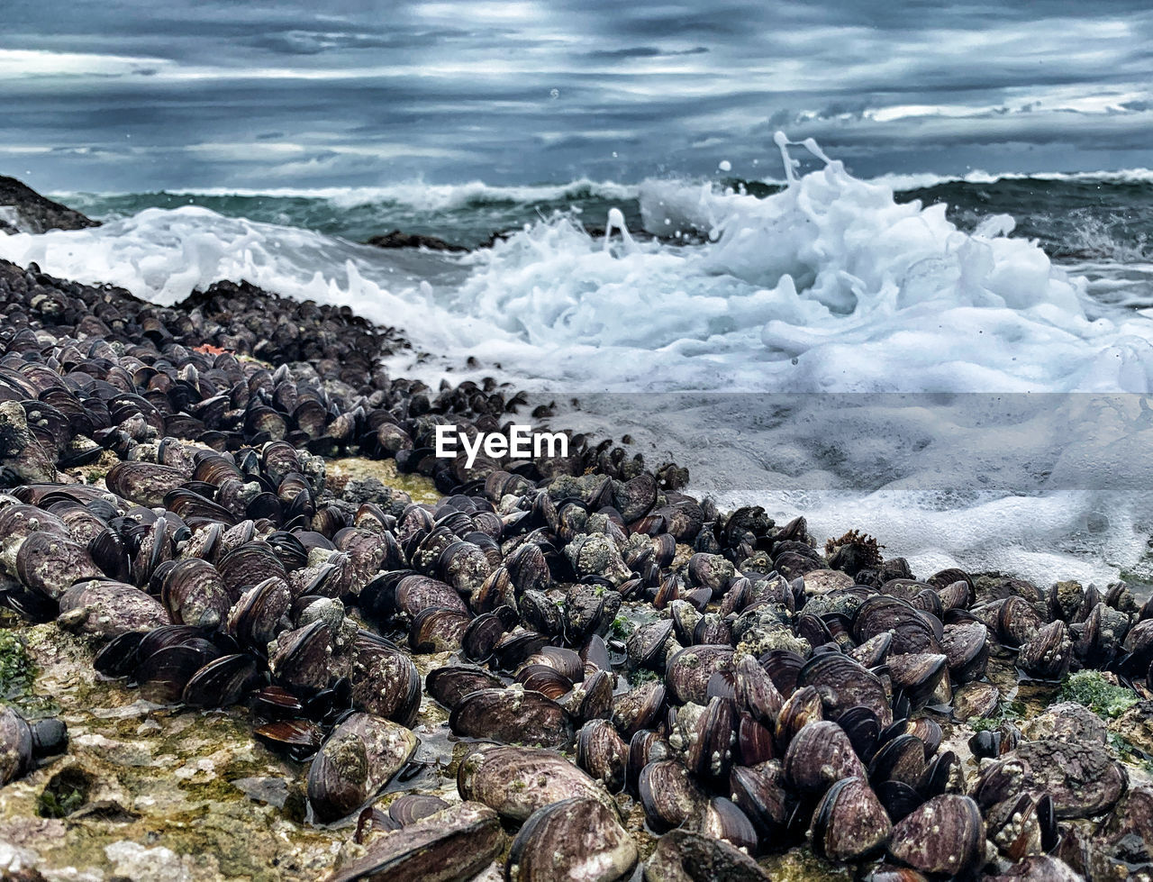 Coastline mussel shoal