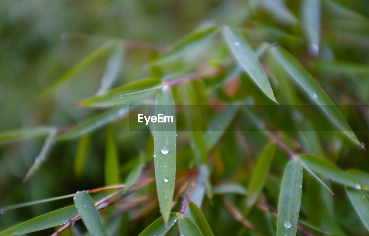 Close-up of wet plant during rainy season