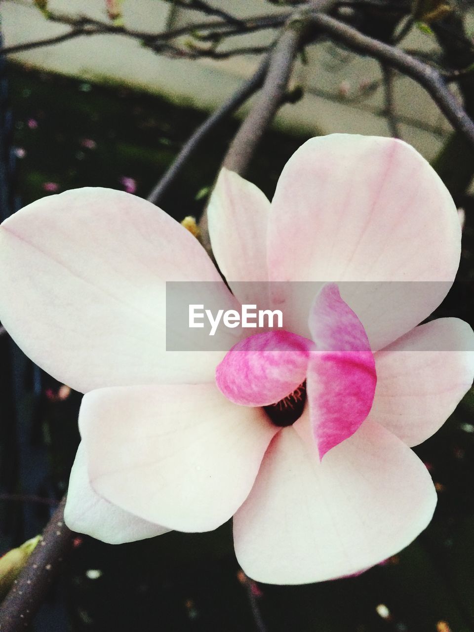 Close-up of pink flowers blooming in garden