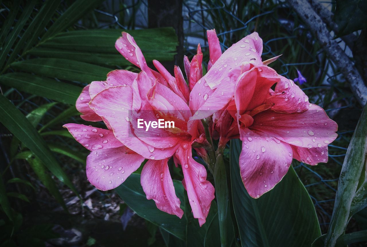 CLOSE-UP OF WATER DROPS ON PINK FLOWER BLOOMING OUTDOORS