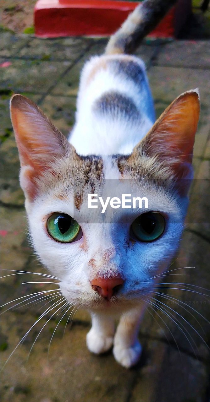 CLOSE-UP PORTRAIT OF A CAT