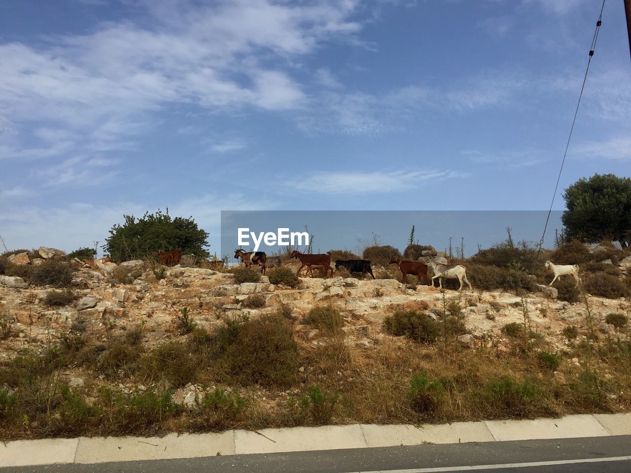 Sheep on hill against sky