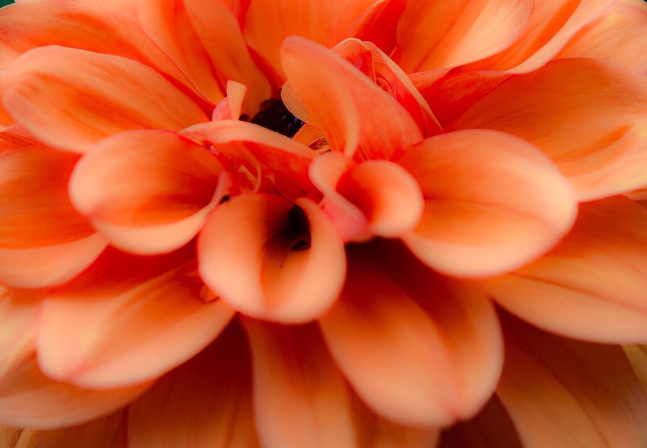 CLOSE-UP OF ORANGE FLOWER