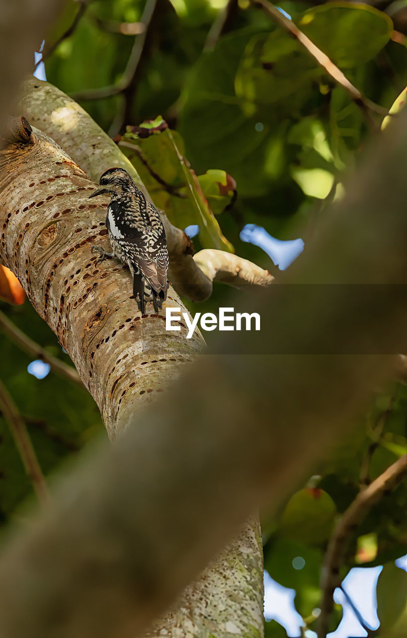 green, tree, animal, animal themes, branch, animal wildlife, nature, plant, leaf, wildlife, one animal, close-up, bird, no people, reptile, outdoors, macro photography, flower, selective focus, plant part, environment, insect, forest, day, beauty in nature, perching