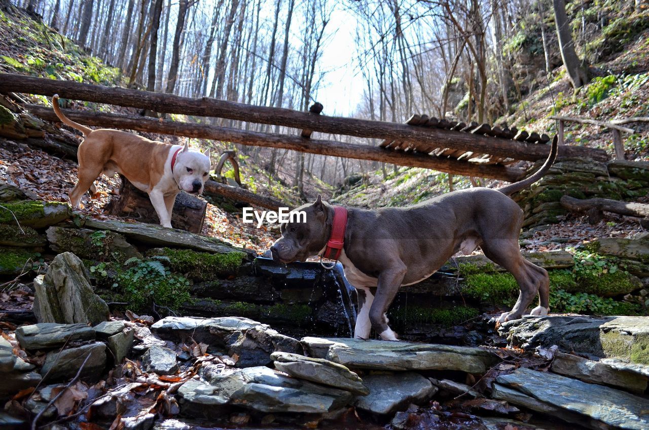 Dog in a forest