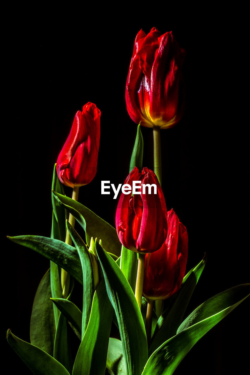 Close-up of red tulips against black background