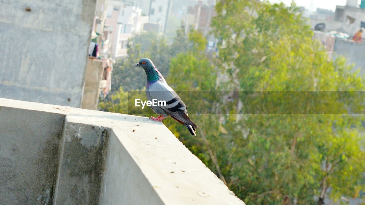 Tilt image of pigeon on retaining wall