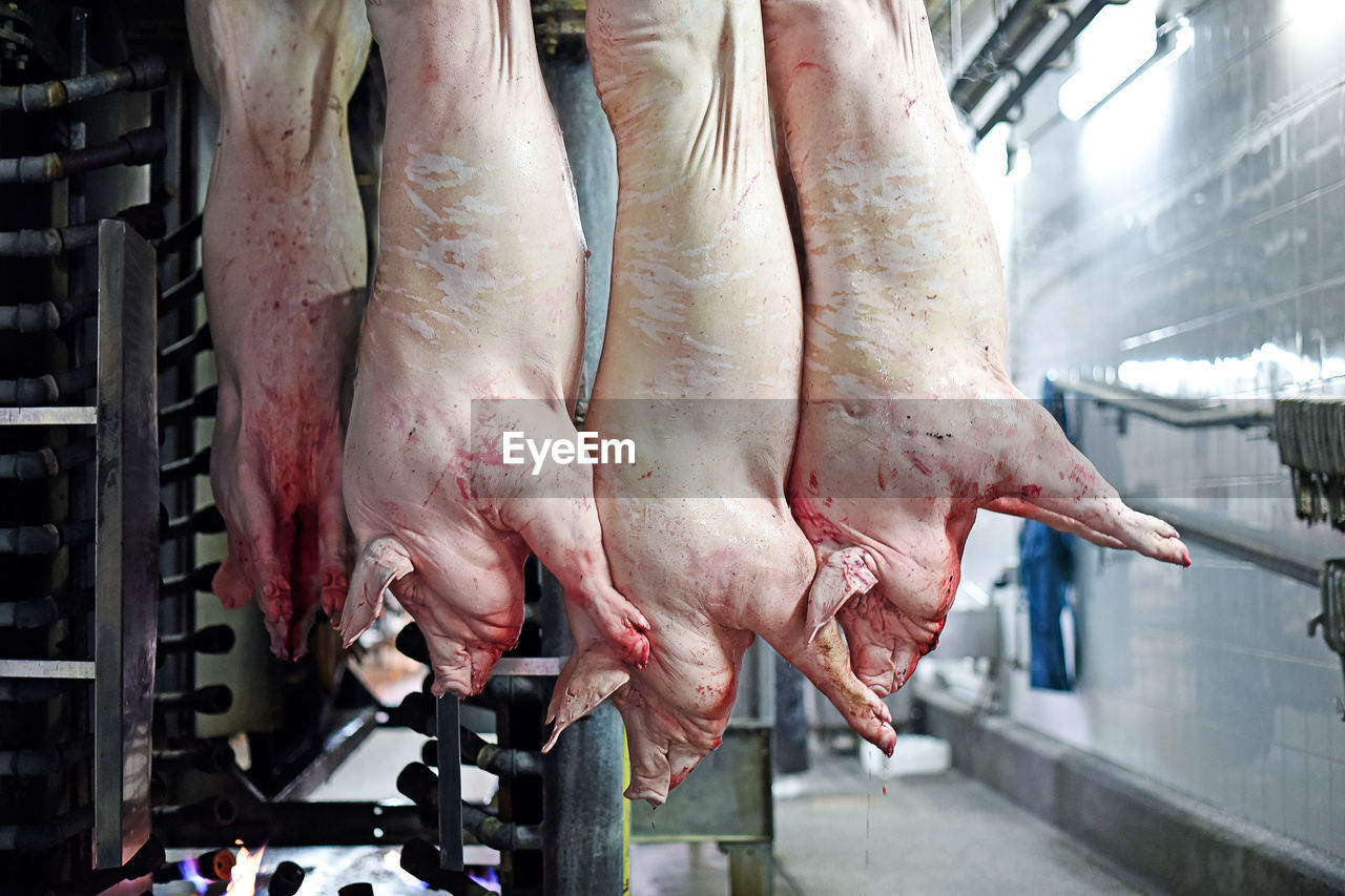 Pork carcasses are processed at the factory. meat production. a place where pigs are killed