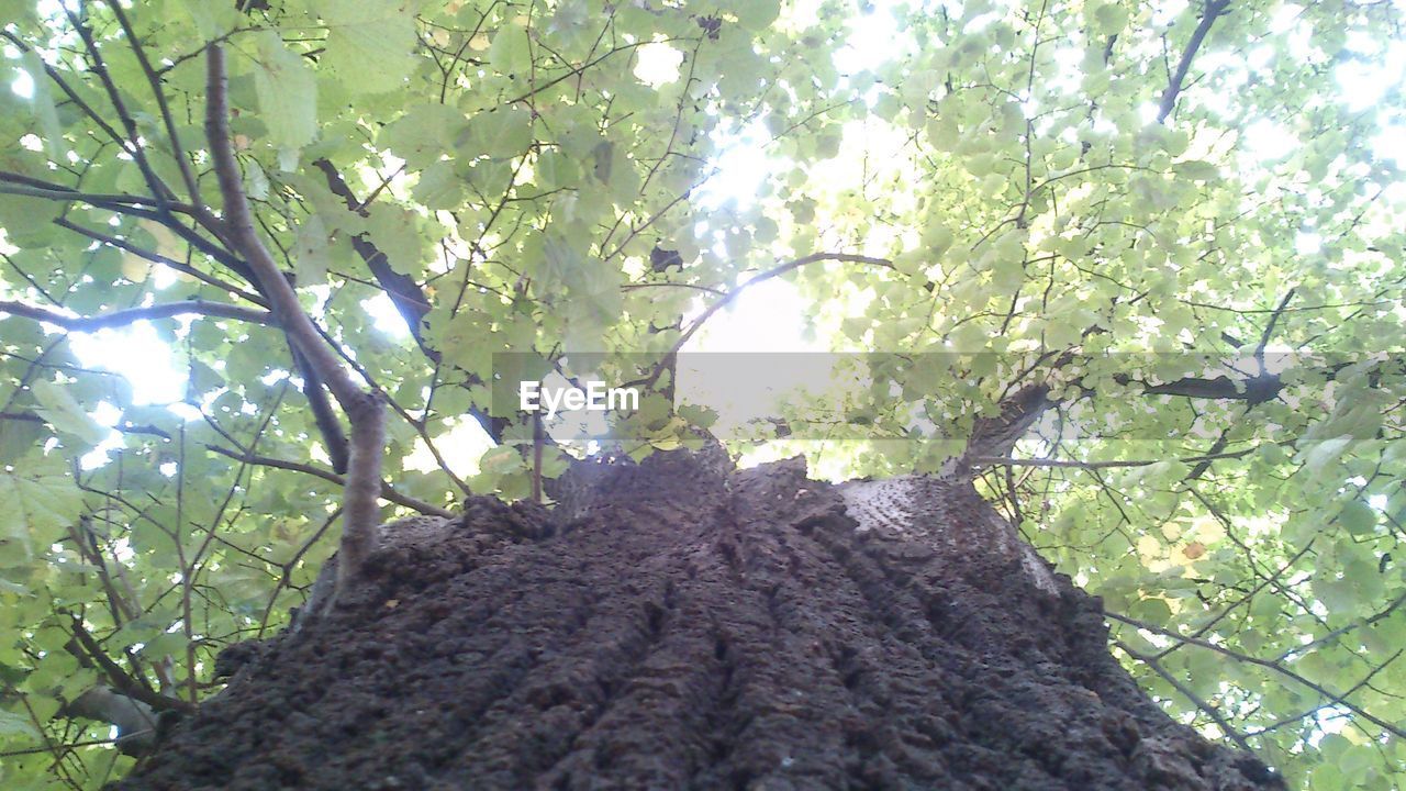 LOW ANGLE VIEW OF TREES