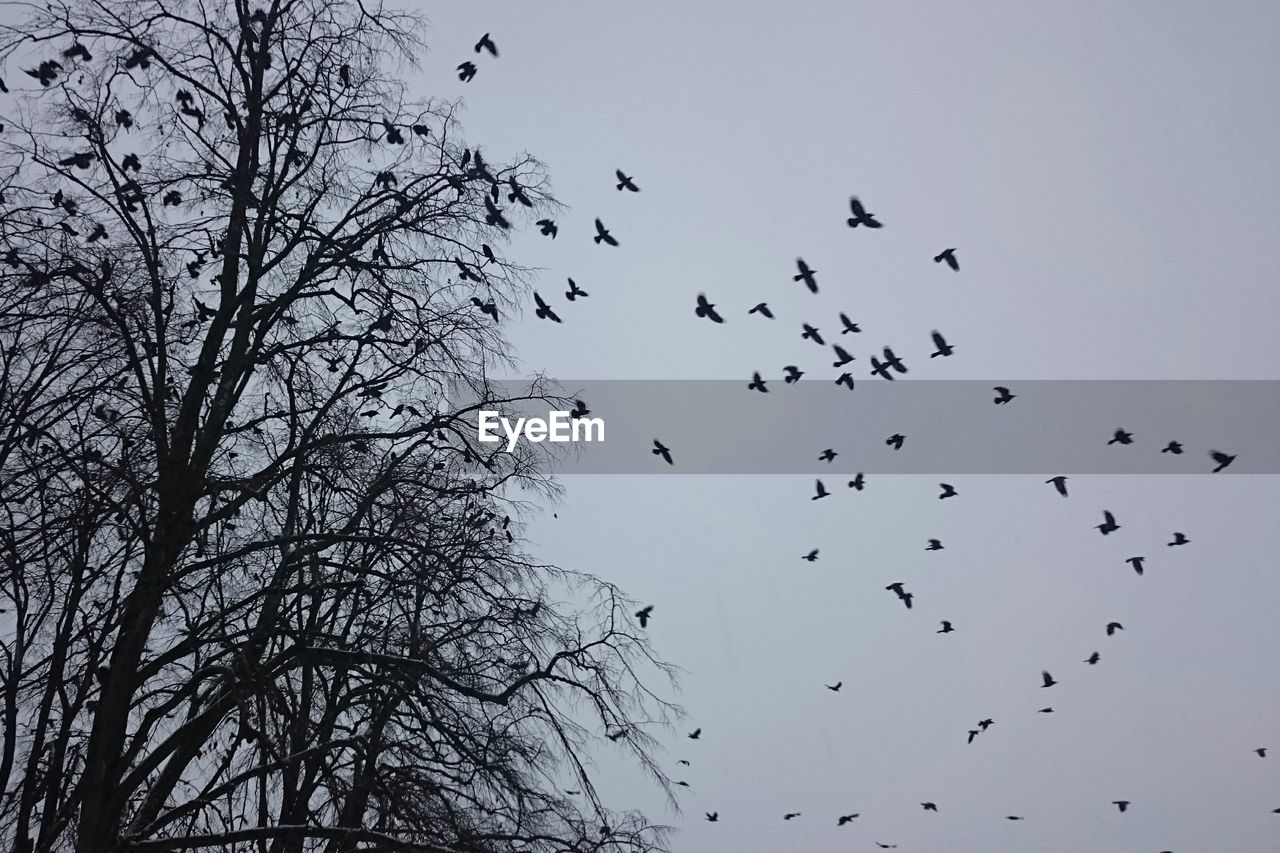 Low angle view of silhouette bare trees against birds flying in sky