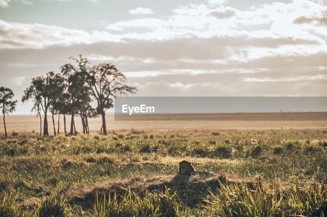 Trees on field against sky