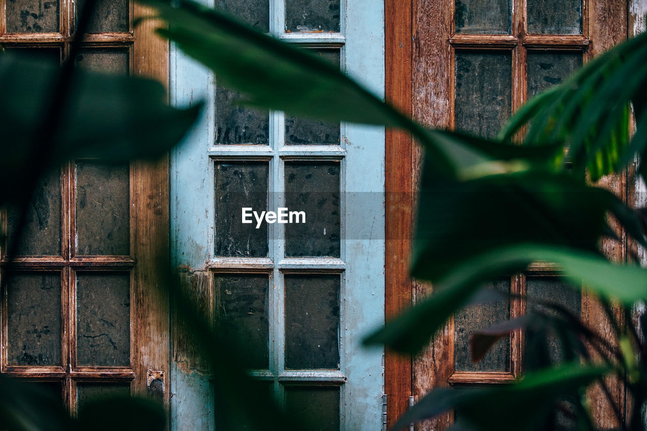 Close-up plants with closed door in background