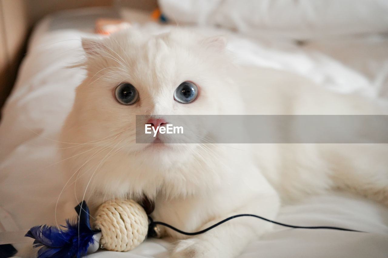 pet, cat, animal themes, domestic animals, animal, mammal, domestic cat, one animal, feline, indoors, whiskers, felidae, white, small to medium-sized cats, cute, portrait, young animal, looking at camera, kitten, furniture, skin, lying down, bed, eye, animal hair, no people, relaxation, animal body part, fun, domestic room, humor, close-up