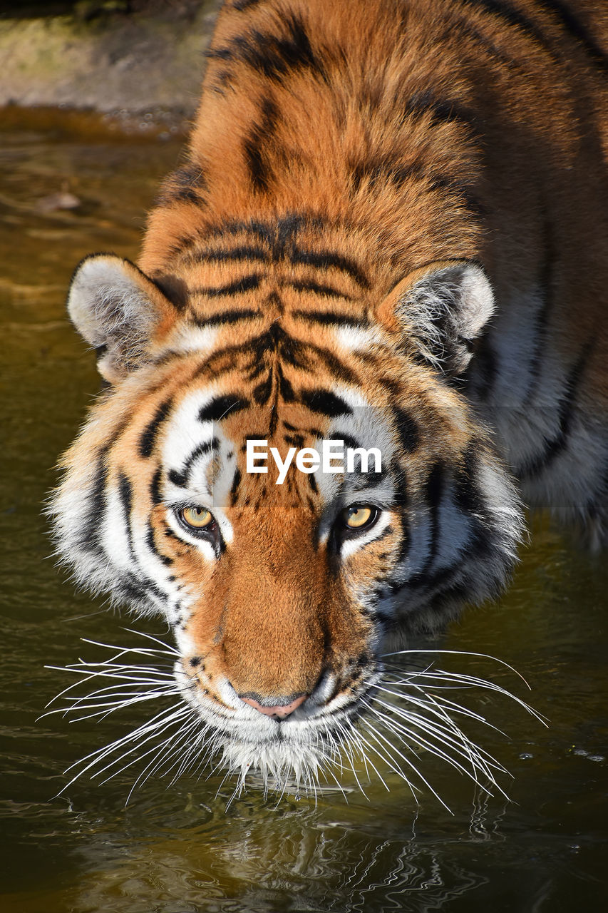 High angle portrait of tiger walking in lake
