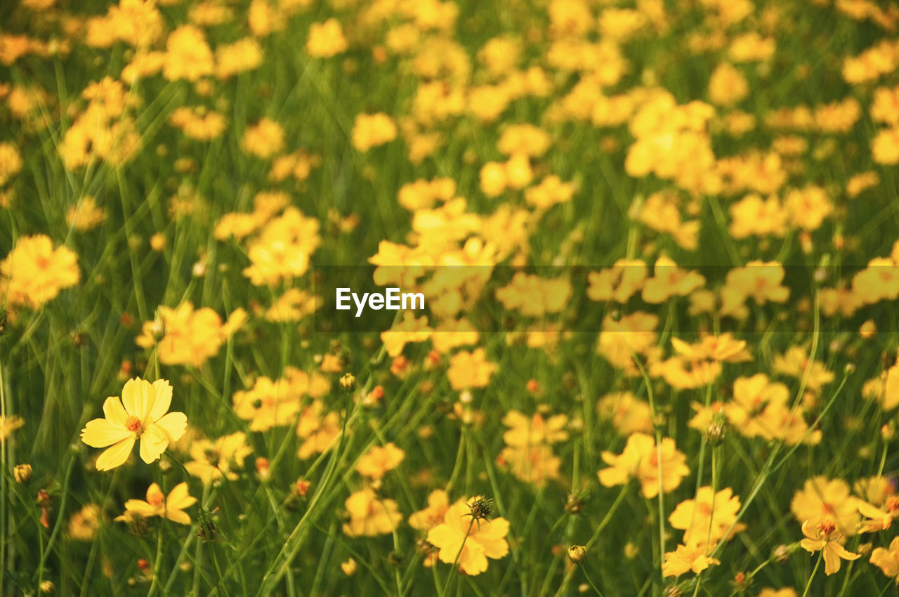 Close-up of yellow flowering plants on field