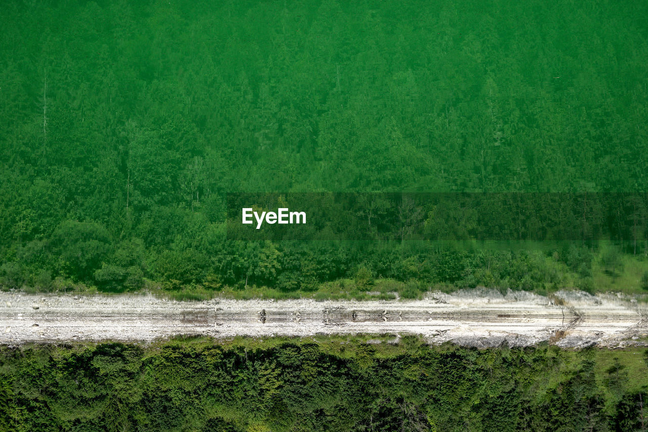 Scenic view forest reflecting in lake