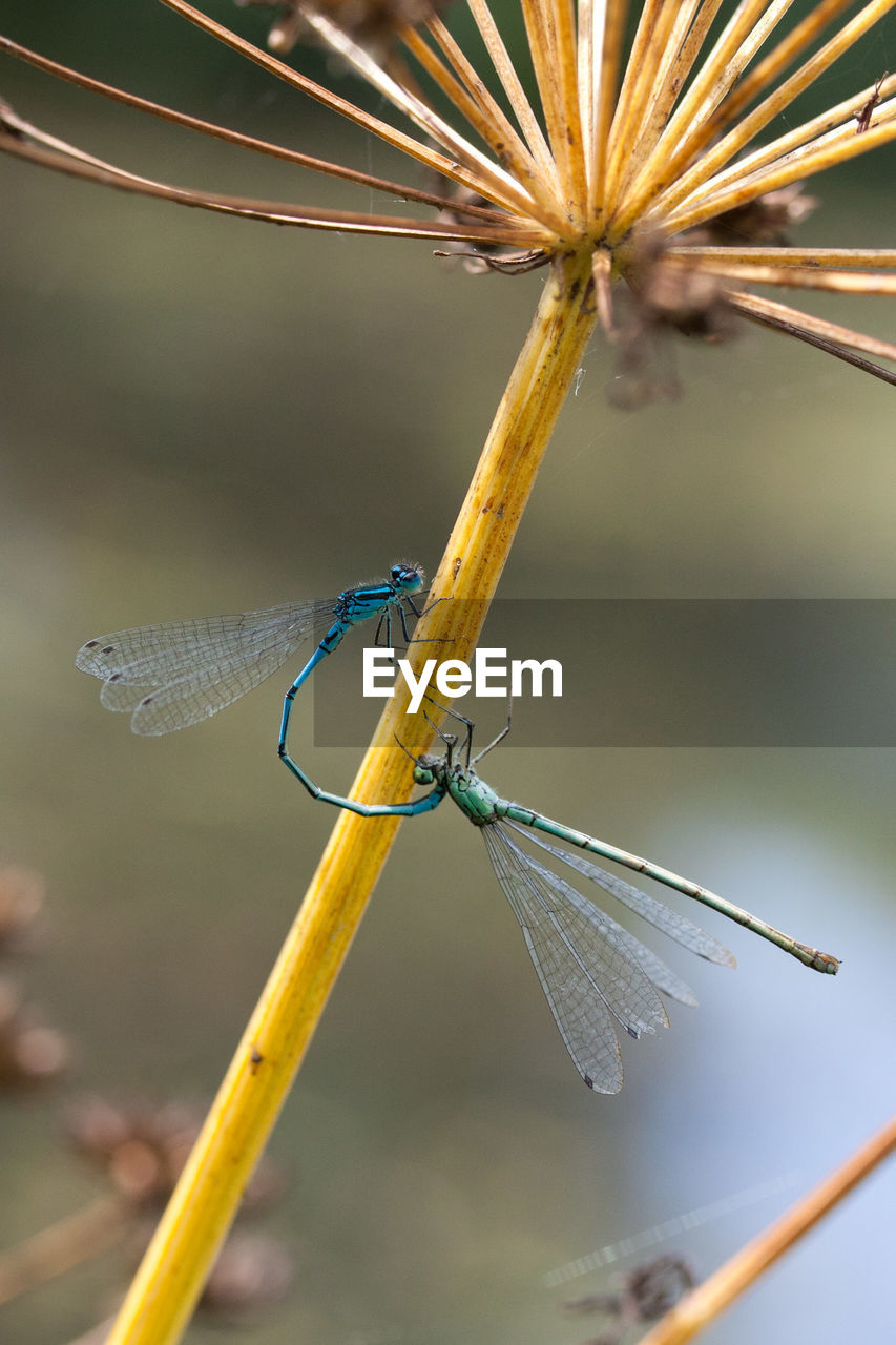 Close-up of damselfly on plant