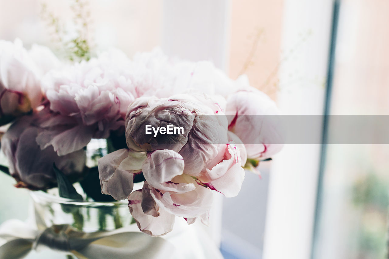 Close-up of pink flowers in vase at table