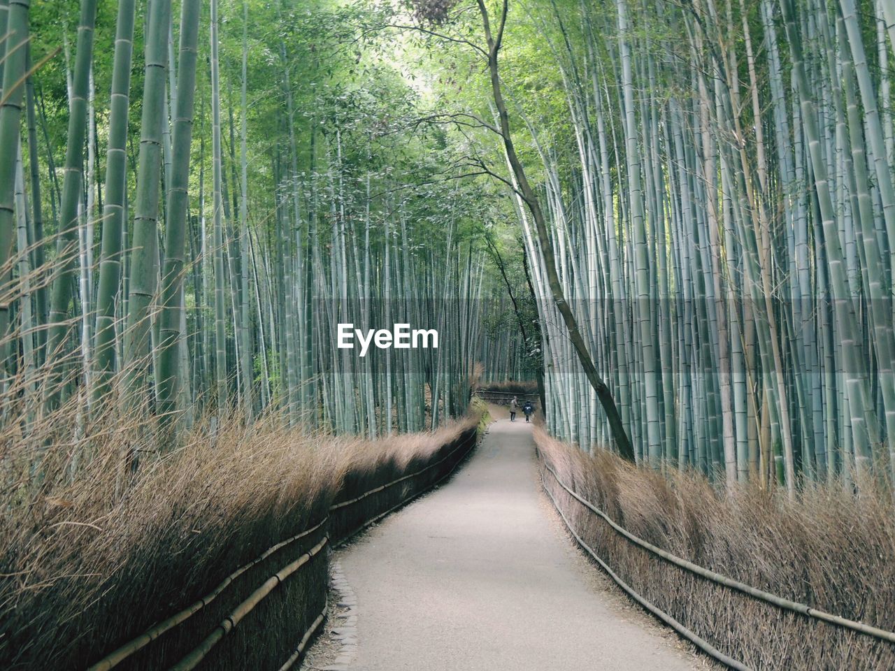 Walkway amidst bamboos at arashiyama
