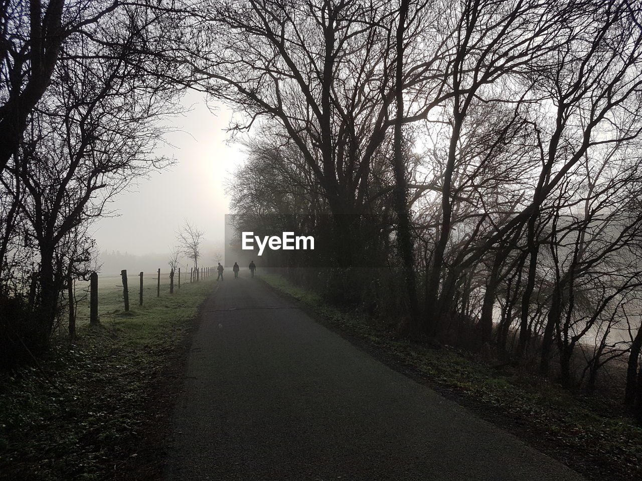 Road amidst bare trees during foggy weather