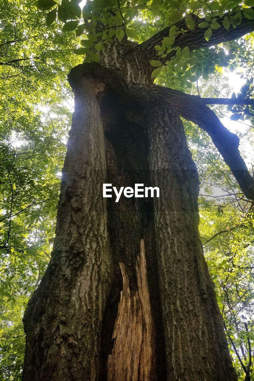 LOW ANGLE VIEW OF TREE TRUNK