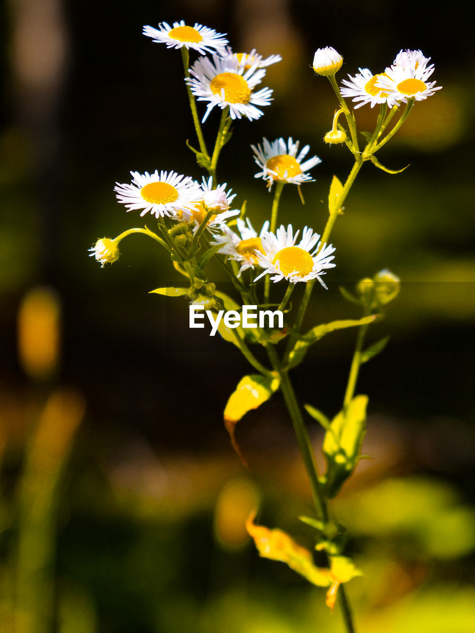 CLOSE-UP OF YELLOW FLOWERING PLANT OUTDOORS