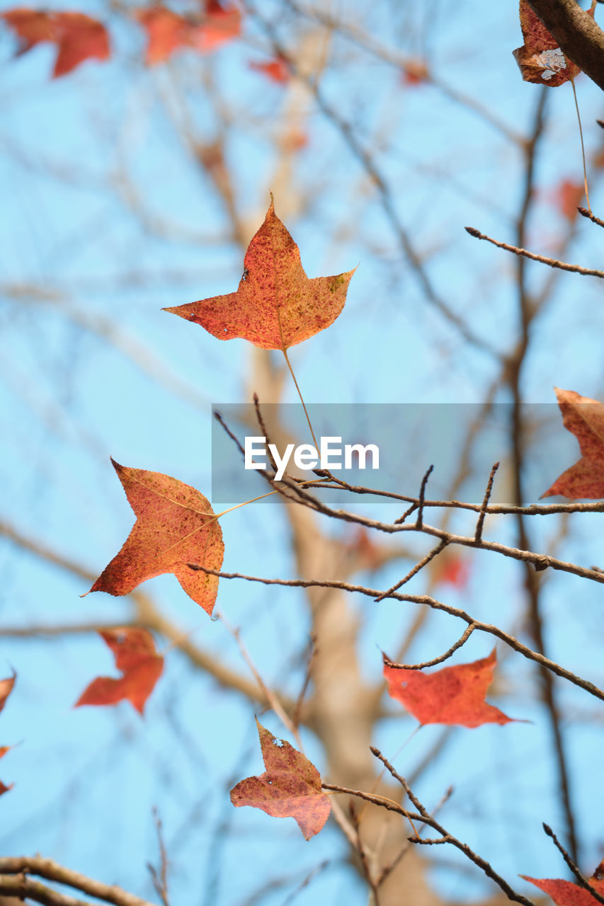 autumn, leaf, plant part, tree, nature, maple leaf, plant, no people, beauty in nature, branch, focus on foreground, orange color, day, outdoors, maple, red, maple tree, sky, dry, close-up, flower, tranquility, low angle view, autumn collection, blue, sunlight