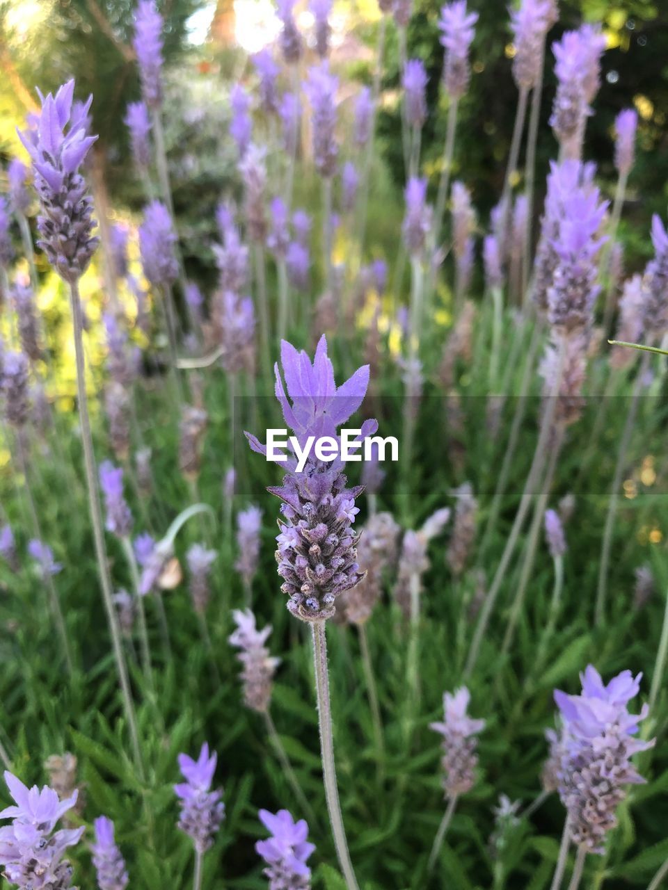 Close-up of purple flowering plants on field