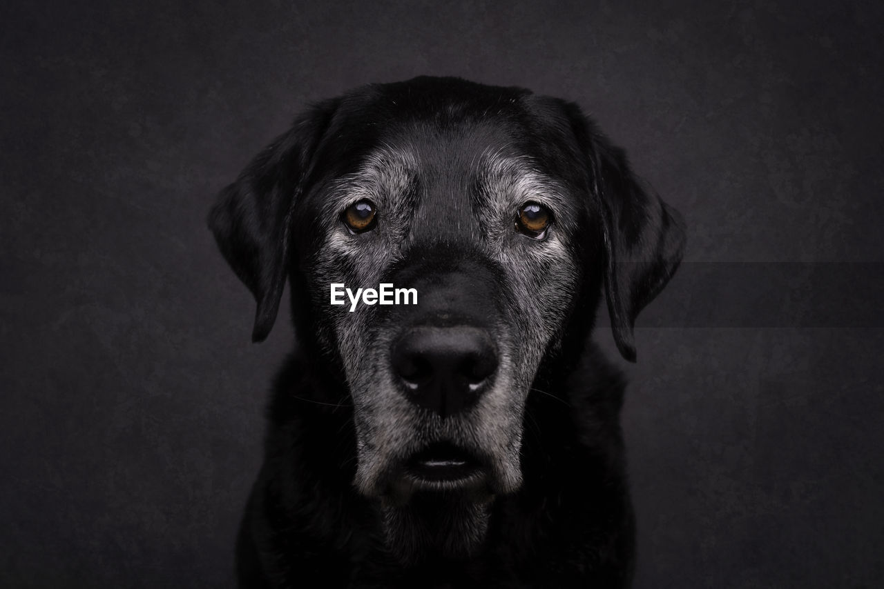 Portrait of black dog against gray background