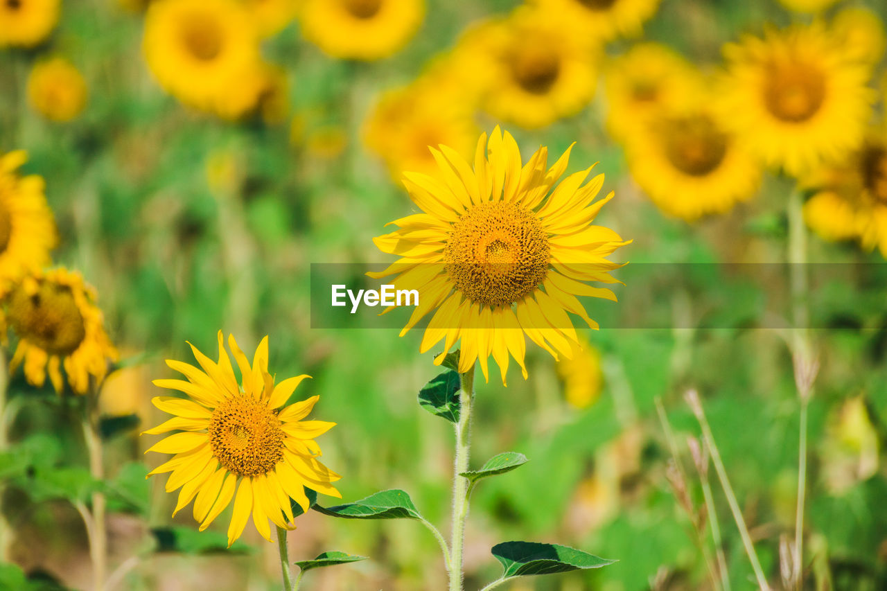 Close-up of yellow flowering plant on field