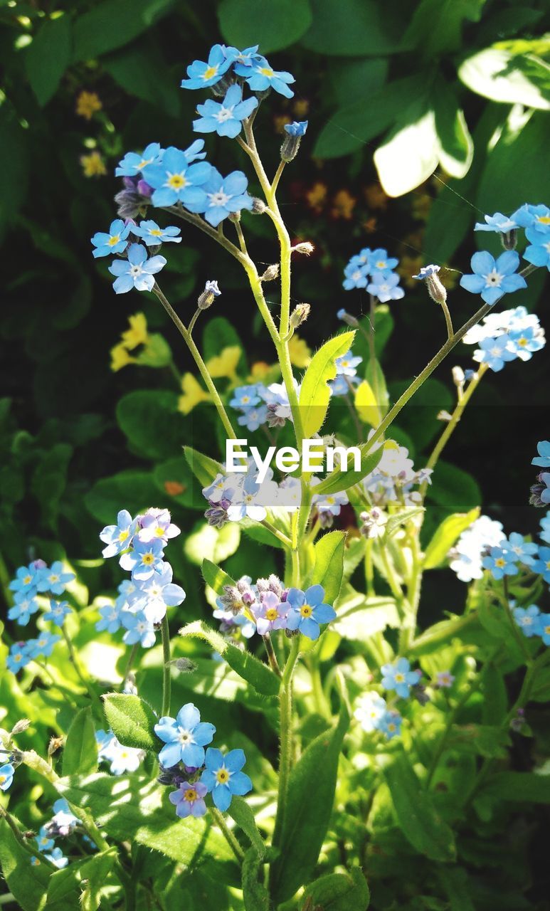 CLOSE-UP OF FLOWERS BLOOMING OUTDOORS