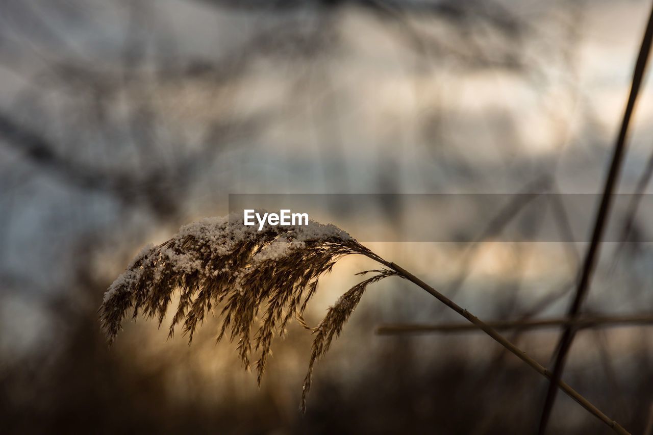 CLOSE-UP OF STALKS AGAINST BLURRED BACKGROUND