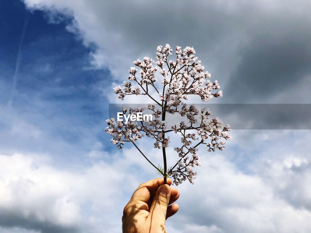 Close-up of hand holding plant against cloudy sky