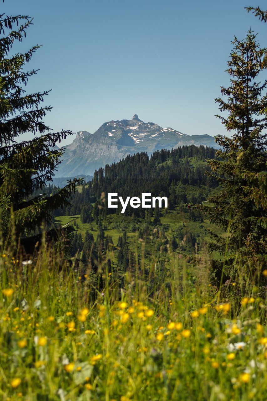 Scenic view of field and mountains against clear sky