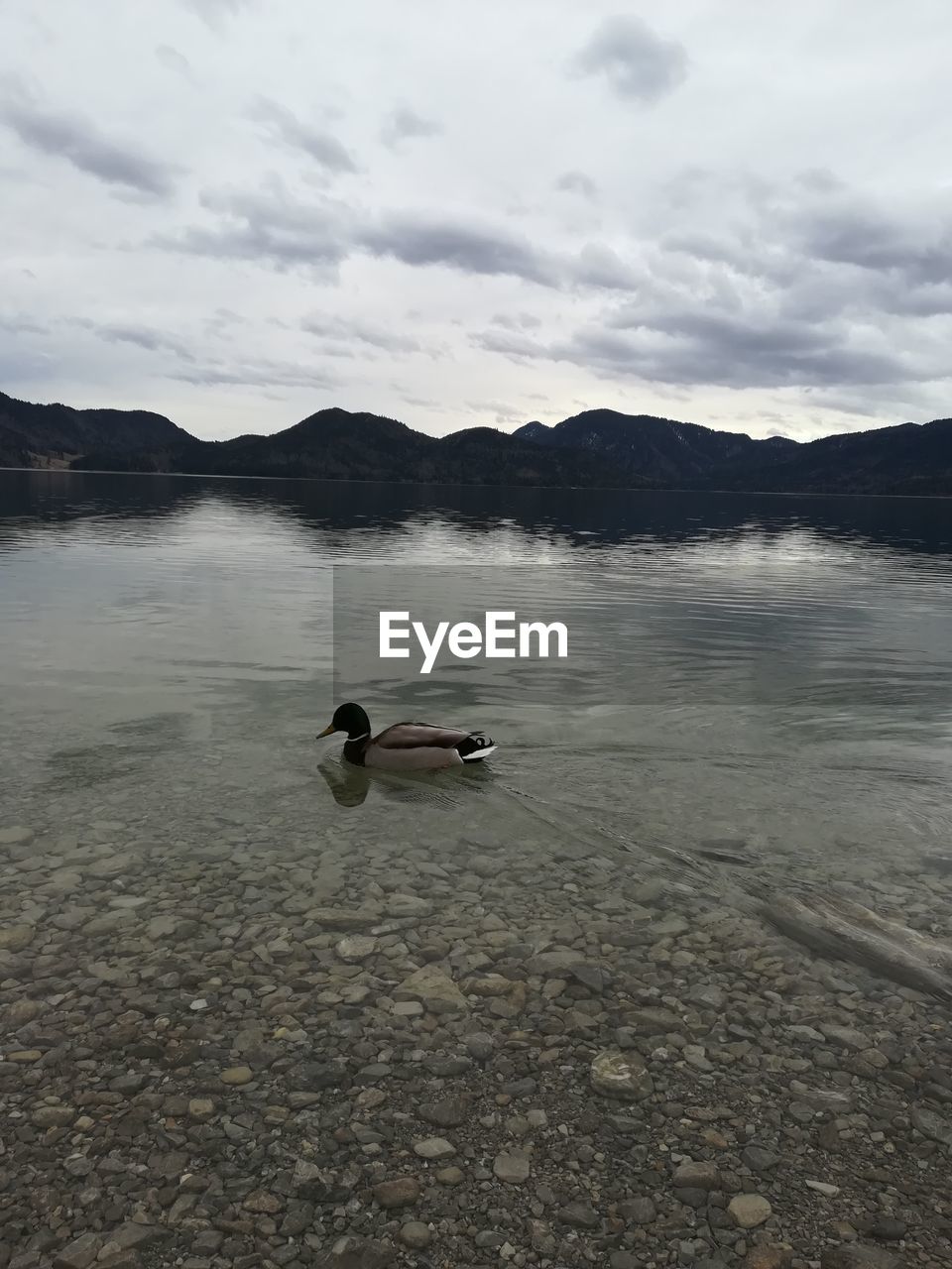 VIEW OF DUCKS SWIMMING ON LAKE