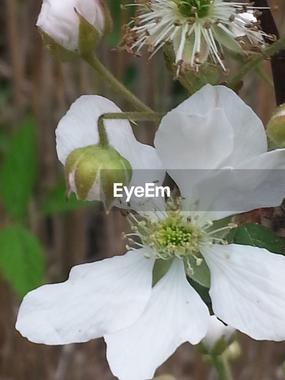 CLOSE-UP OF WHITE FLOWERS BLOOMING