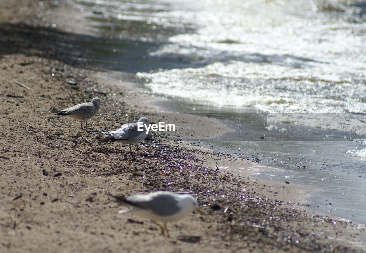 CLOSE-UP OF SEAGULL ON SHORE