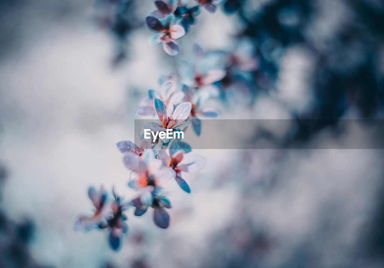 CLOSE-UP OF PURPLE CHERRY BLOSSOM TREE