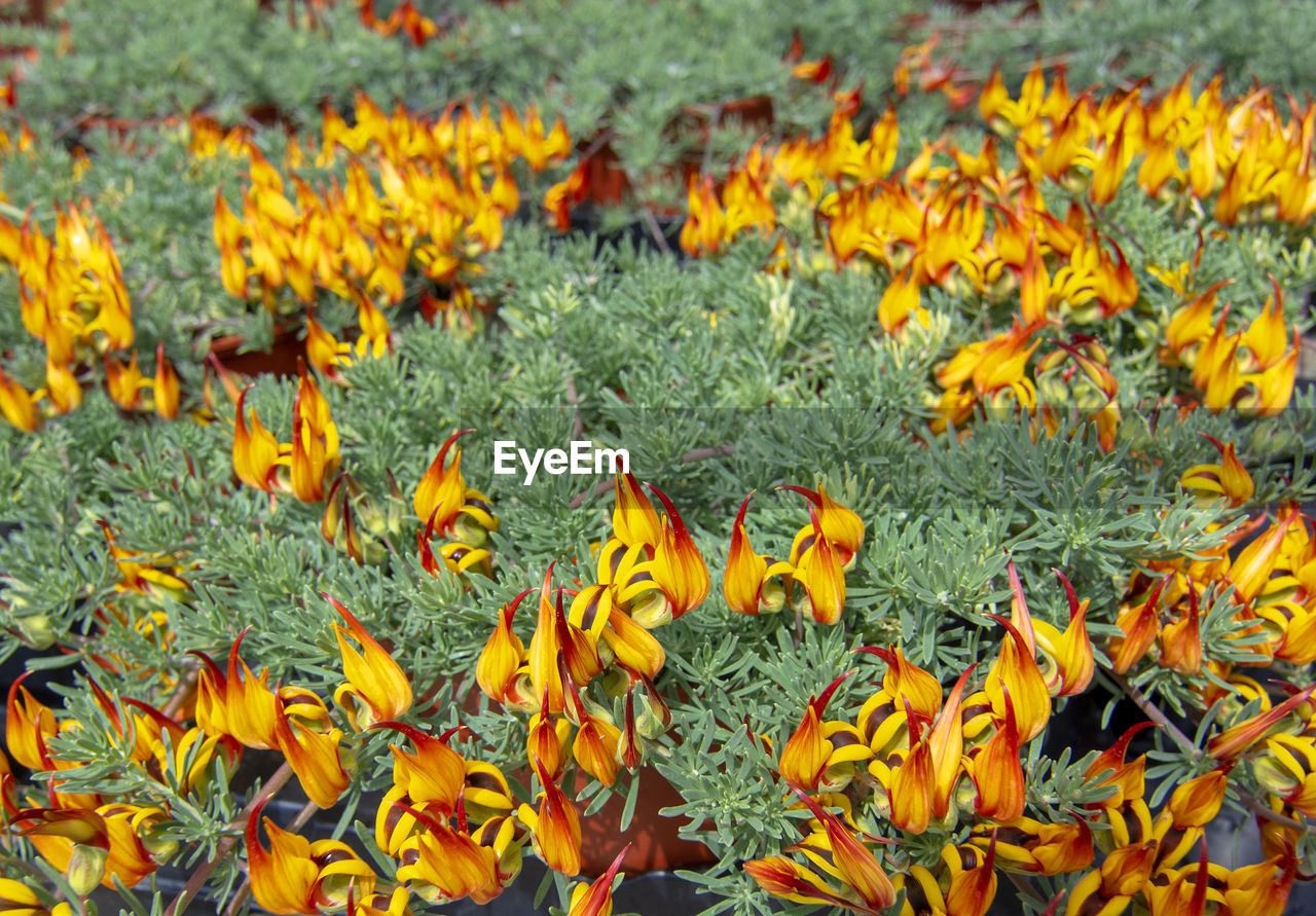 FULL FRAME SHOT OF YELLOW FLOWERING PLANT